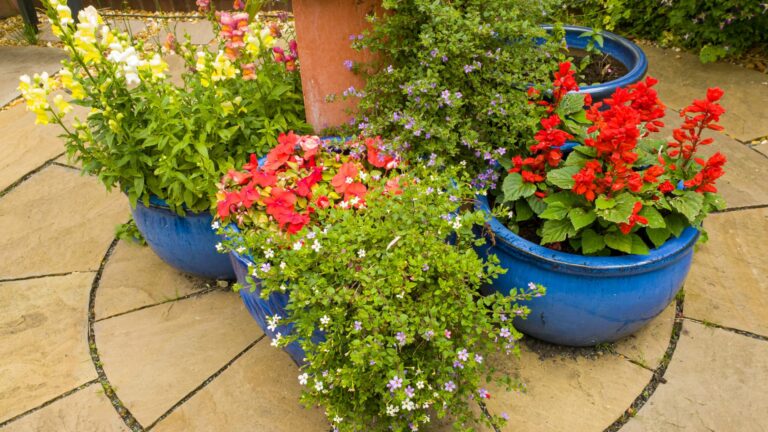 container annuals
