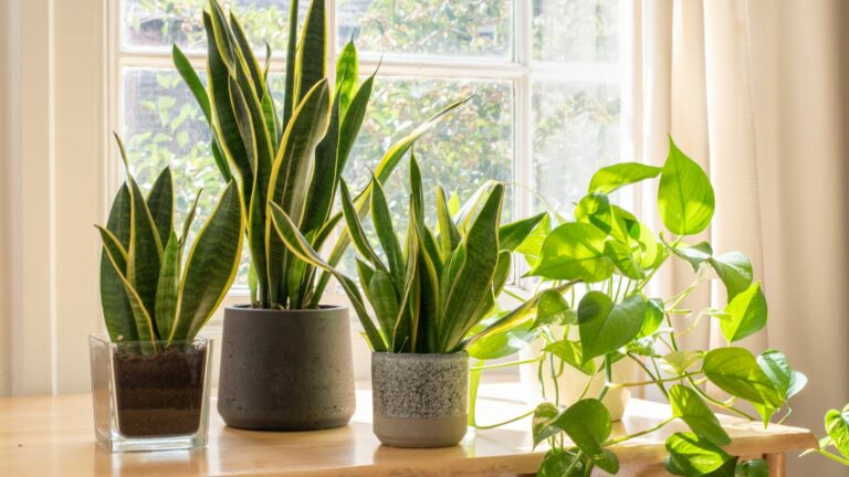 snake plants