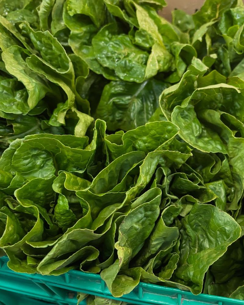 Leaf Lettuce
