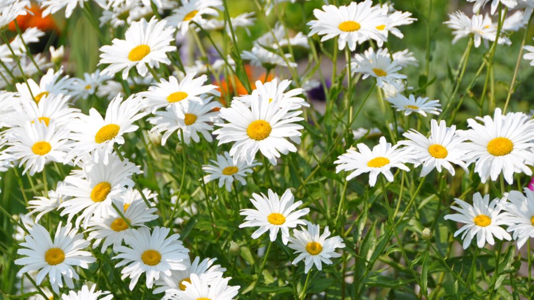 18 Ways Shasta Daisies Will Light Up Your Garden This July (And How To ...