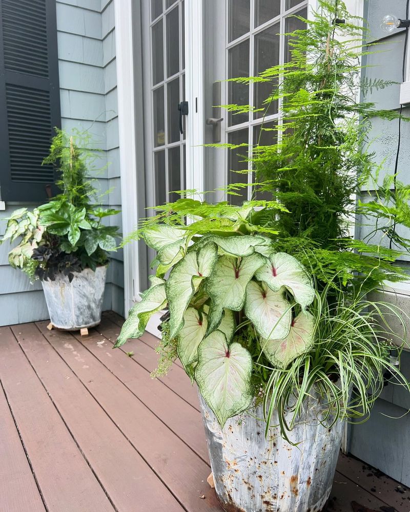 Tall Potted Plants