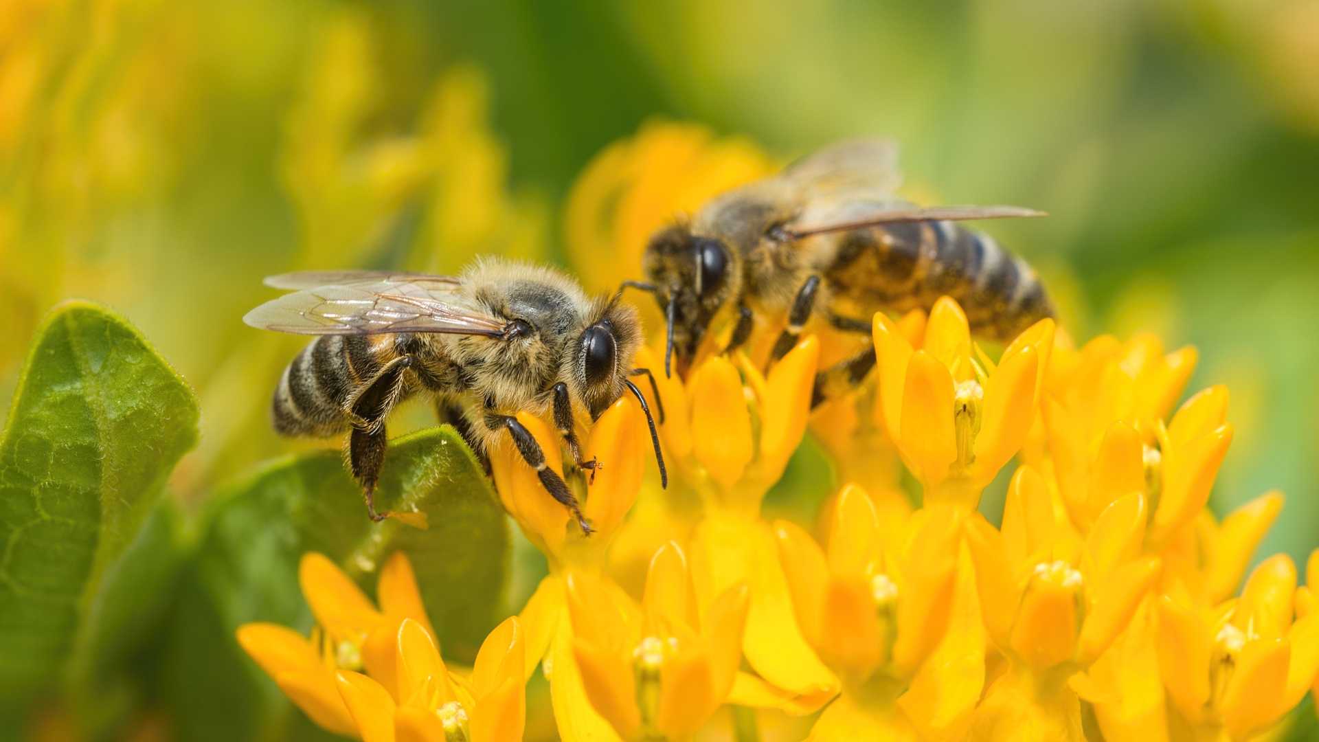 18 Wildlife Creatures That Are Illegal To Remove From Your Home Or Garden