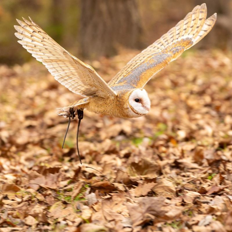 Barn Owls