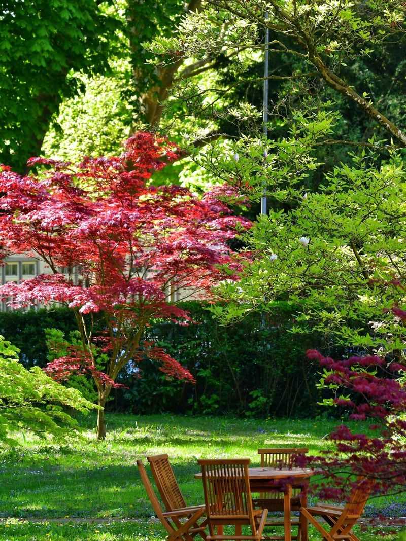 Japanese Maple