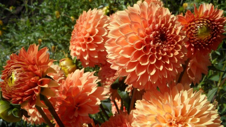 dahlias