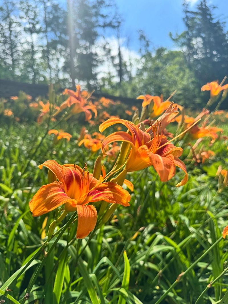 Daylilies: One-Day Wonders