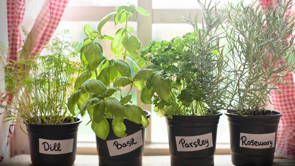 19 Best Herbs To Grow In Your Kitchen Herb Garden