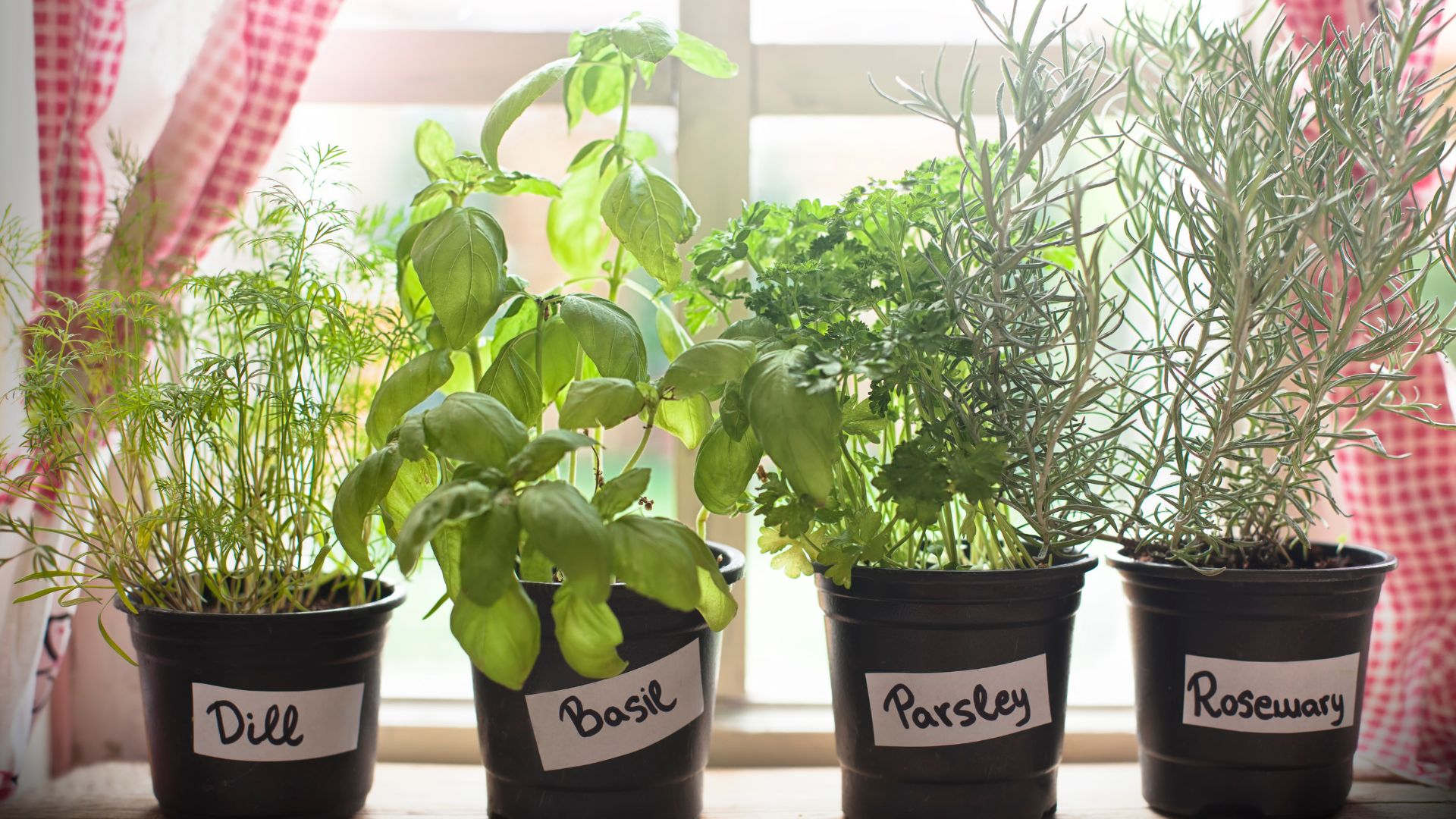 19 Best Herbs To Grow In Your Kitchen Herb Garden