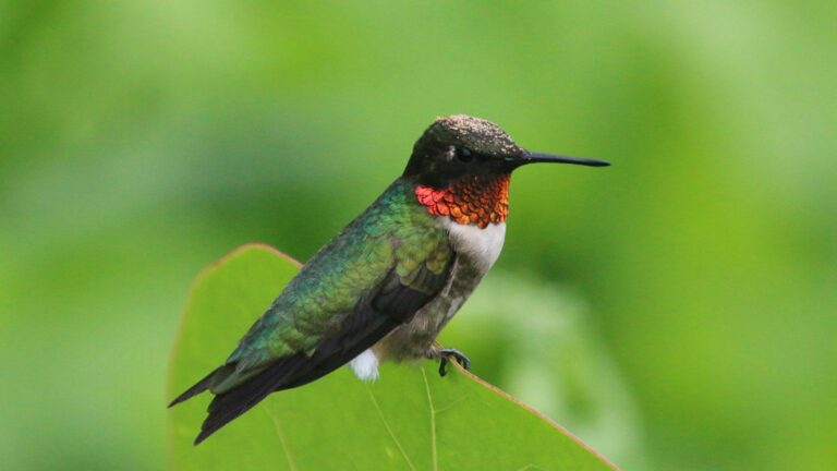 hummingbird