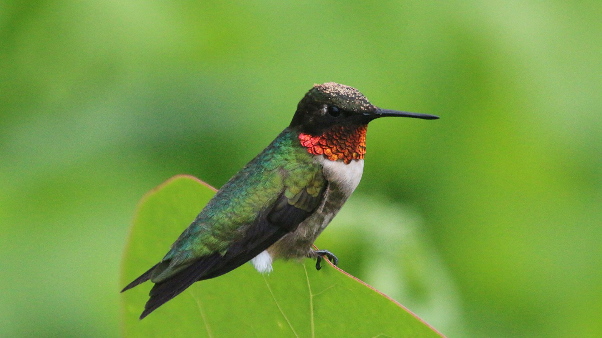 19 Birds Visiting Your Backyard That Should Be Left Alone