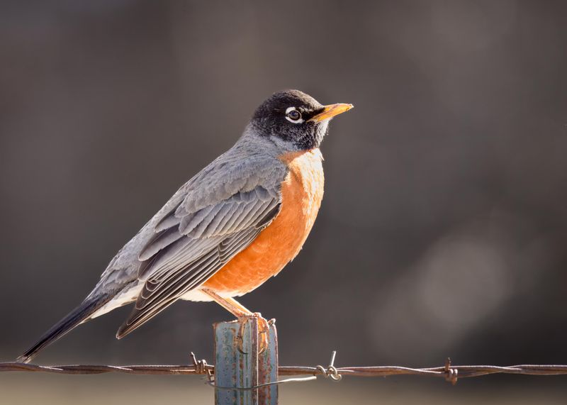 American Robins Need Peace During Nesting Season