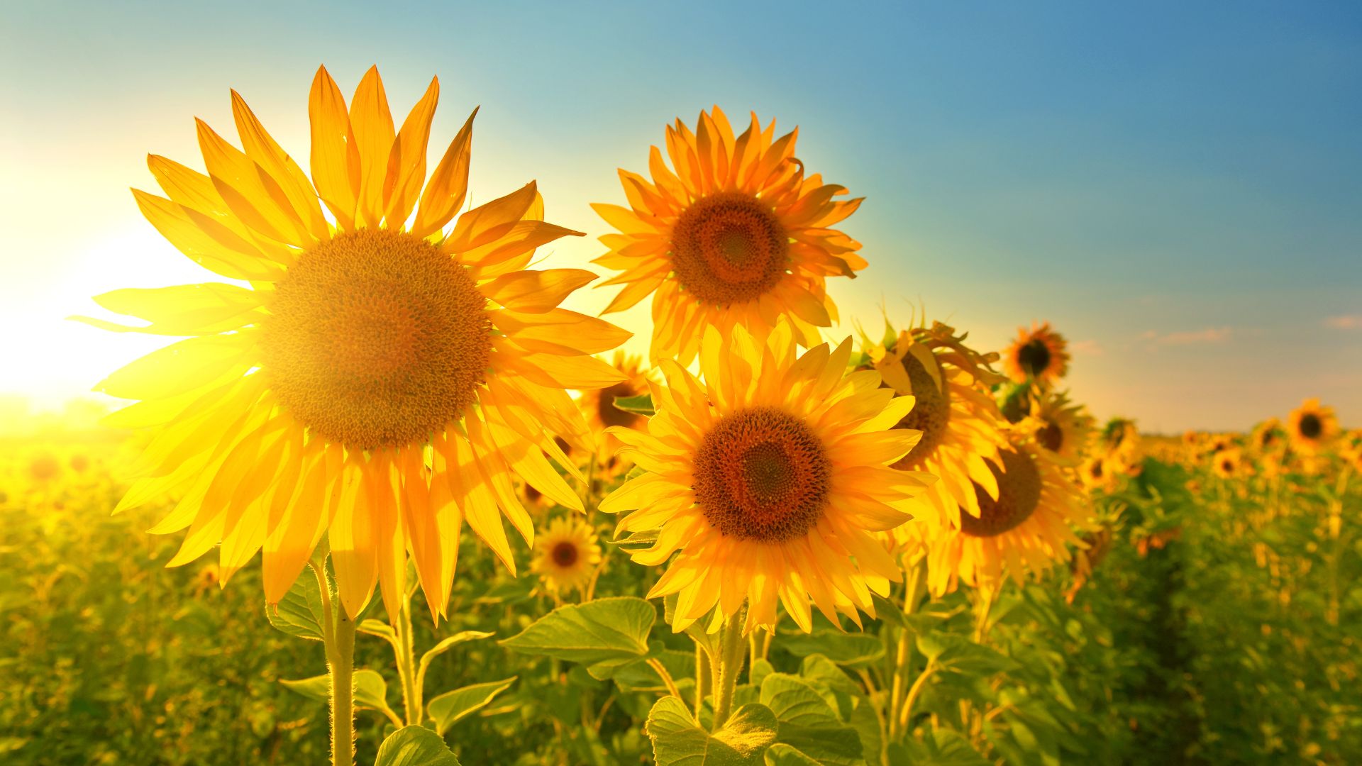 19 Easy-Grow Flowers That Attract Pollinators (And Bloom From Seed In No Time)