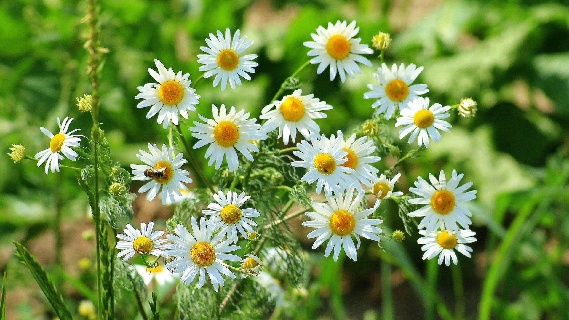 19 Essential Tips For Growing Chamomile From Seeds (And What To Do If It Gets Leggy)