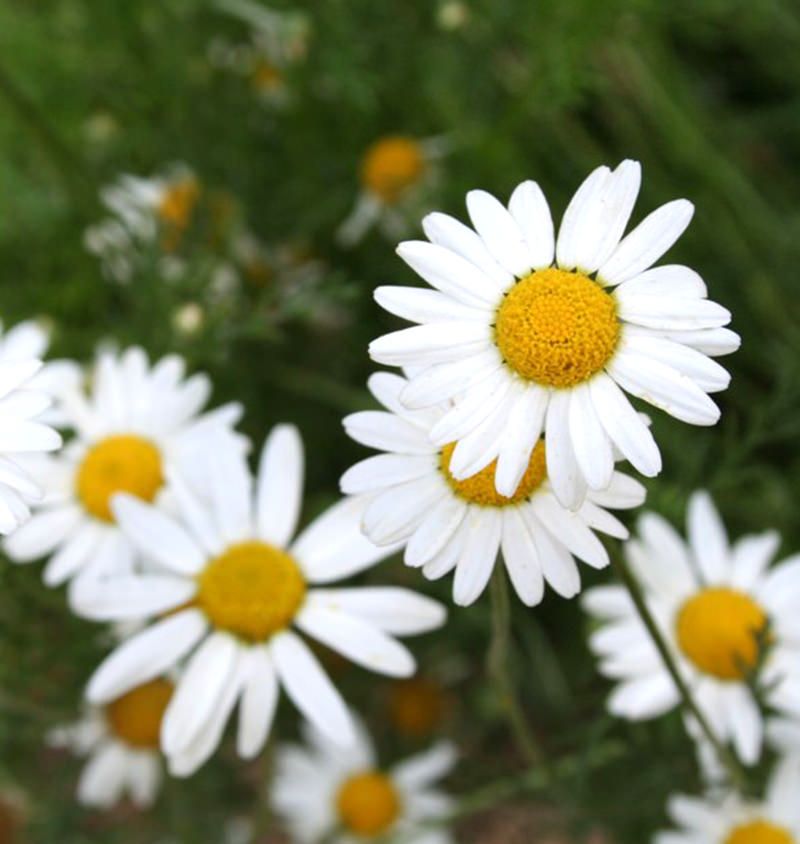 Choose The Right Chamomile Variety