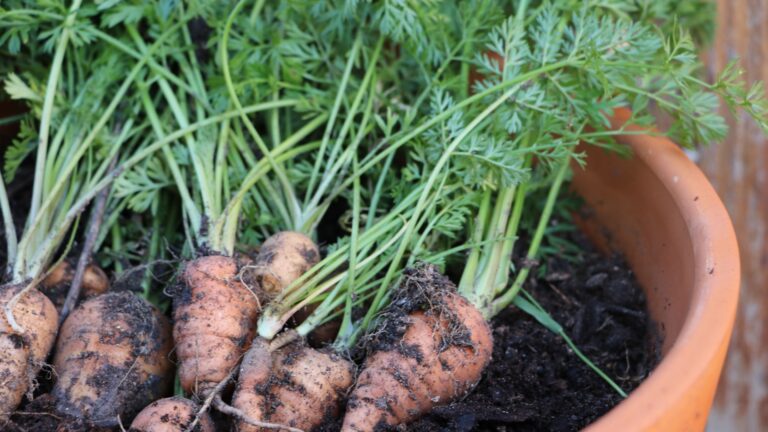 baby carrots in a pot