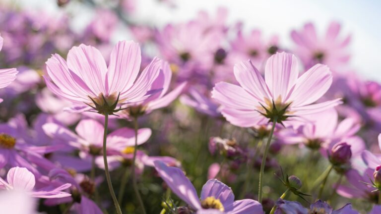 light purple cosmos flowers