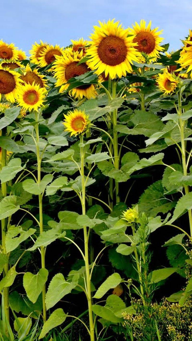 Sunflowers