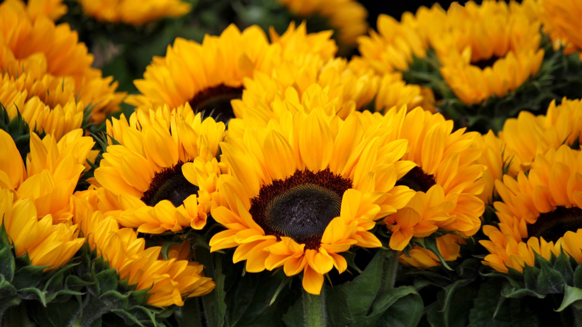 19 July Flowers That Will Turn Your Backyard Into A Pollinator Paradise (And Keep It Buzzing All Season)