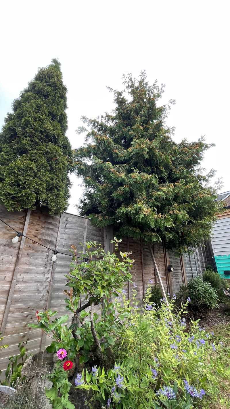 Overgrown Trees Blocking Views
