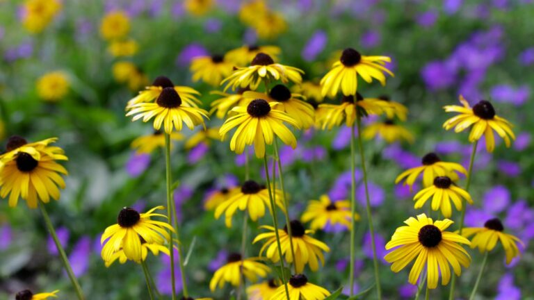 black eyed susans