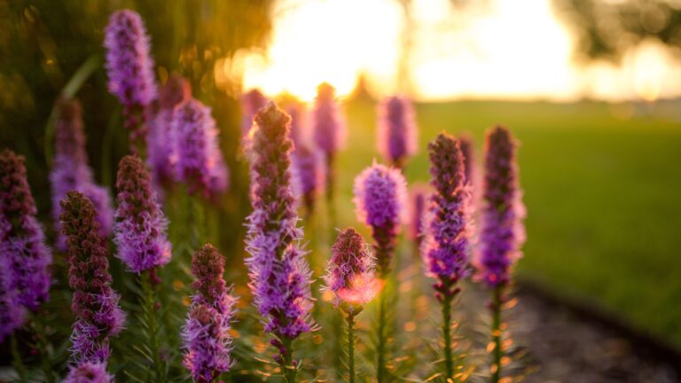 blazing star plant in bloom