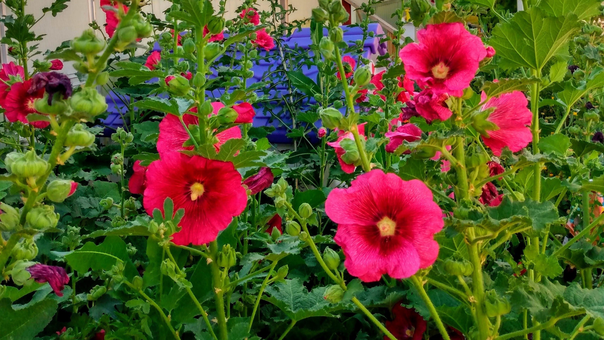 hollyhock flowers