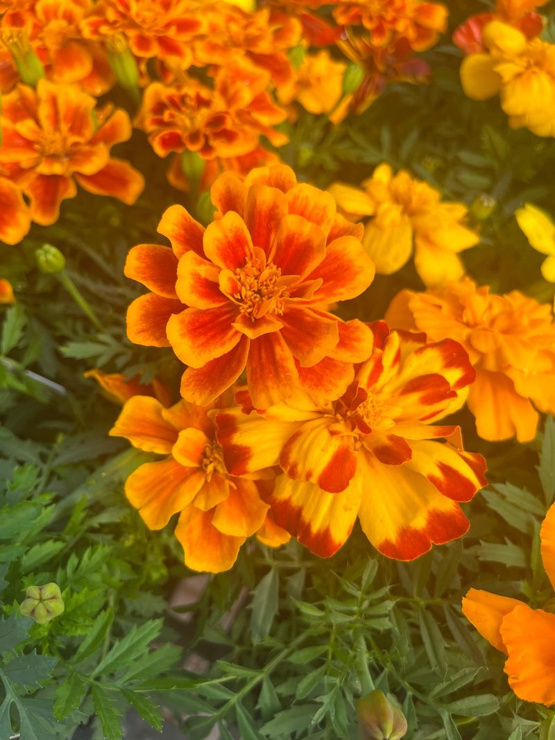 Cheerful Marigolds