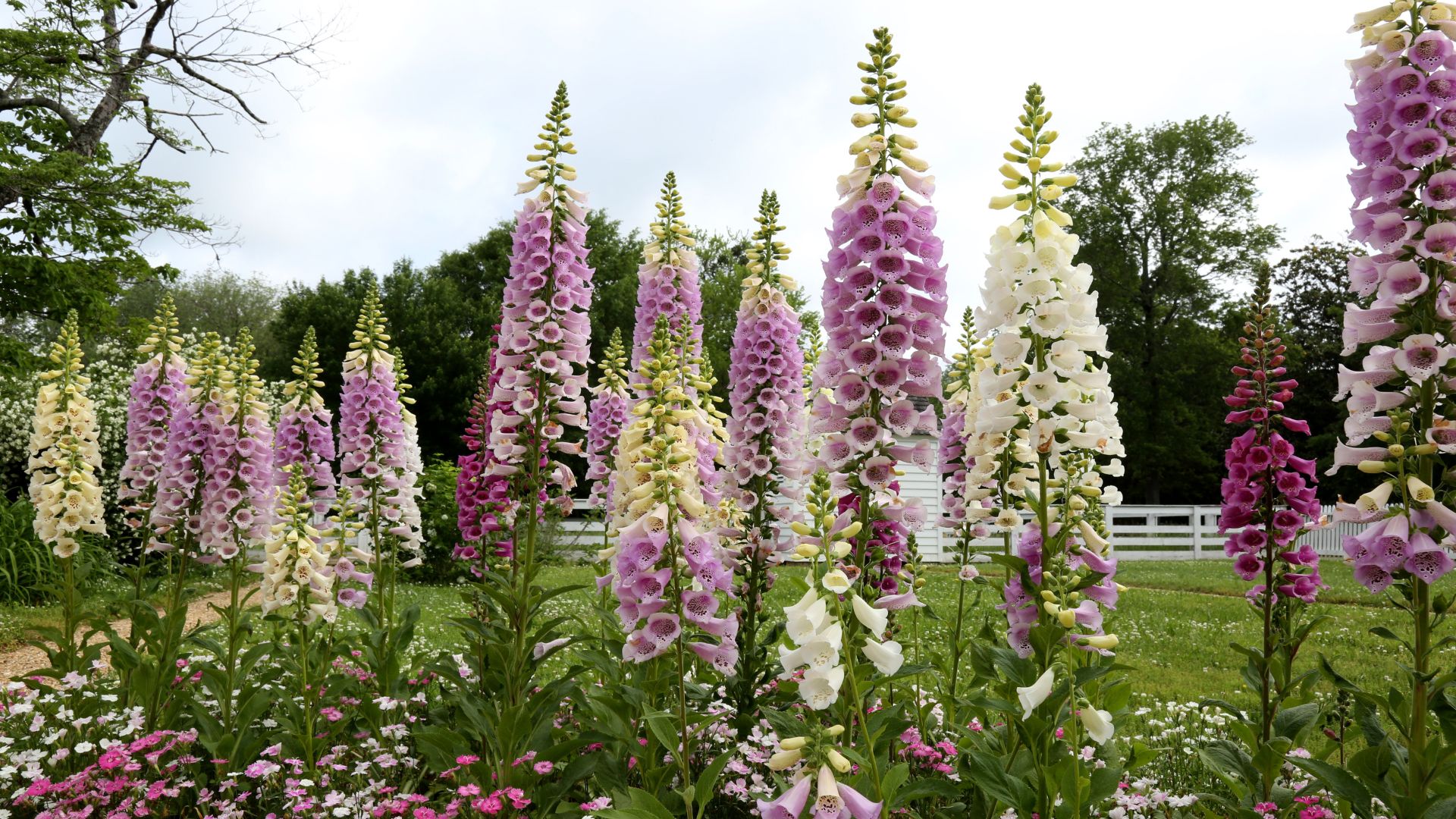 19 Proven Tips For Growing Foxglove Blooms In Gorgeous, Lush Clusters