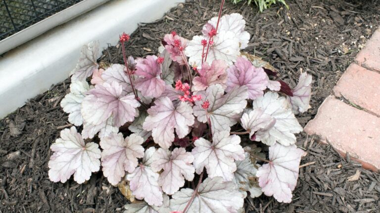 coral bells