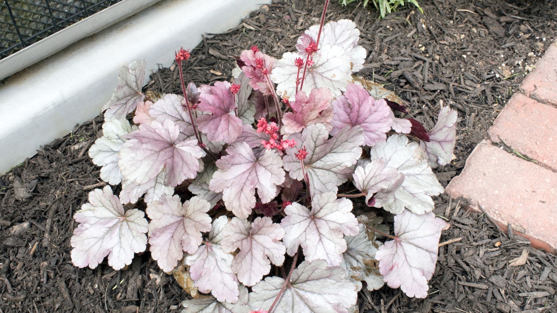 coral bells