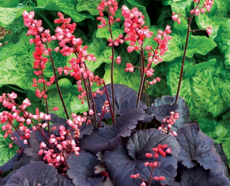 Coral Bells (Heuchera)