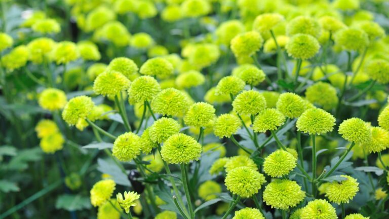 green chrysanthemums