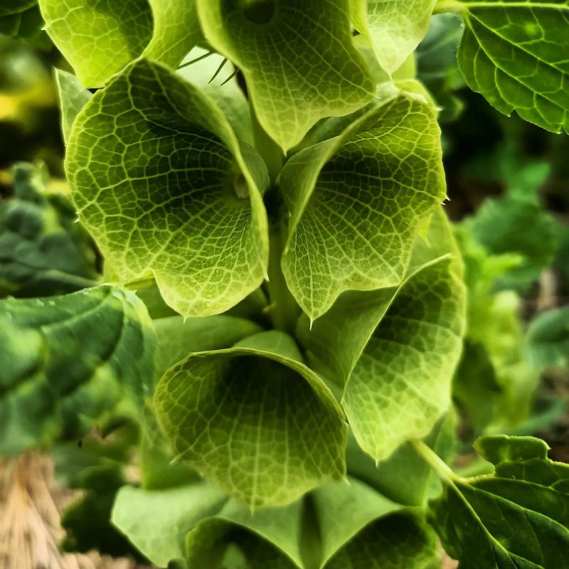 Bells of Ireland