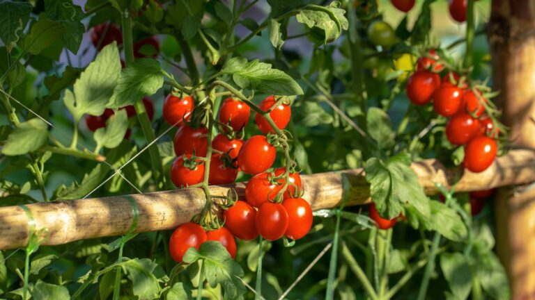 cherry tomatoes