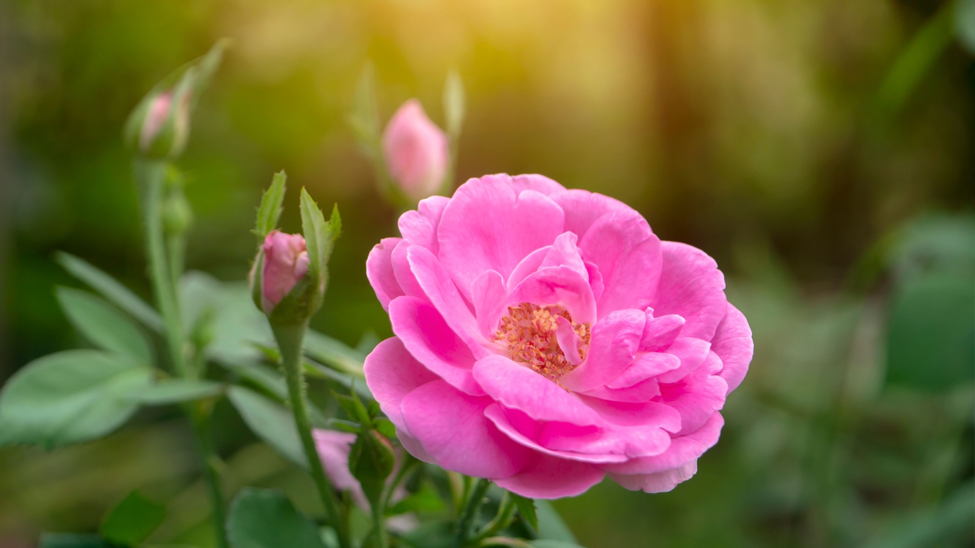 wild rose