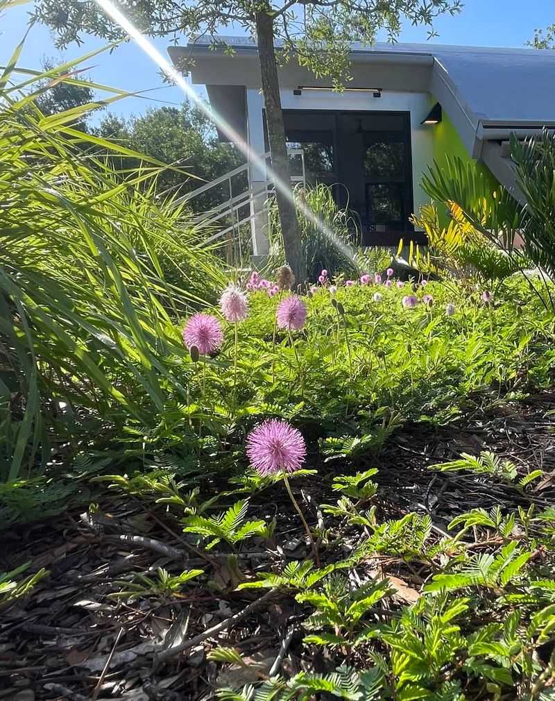 20. Sunshine Mimosa