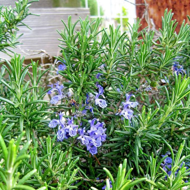 3. Rosemary