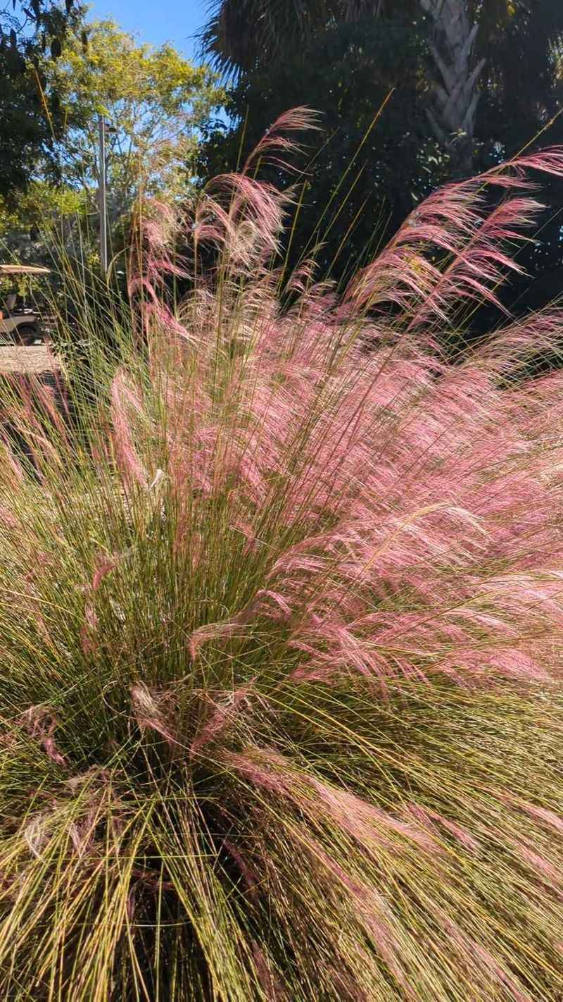 3. Muhly Grass