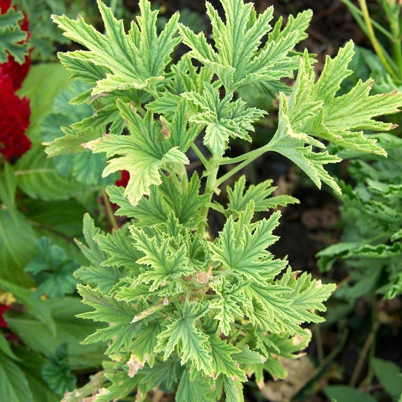 3. Plant Mosquito-Repelling Herbs