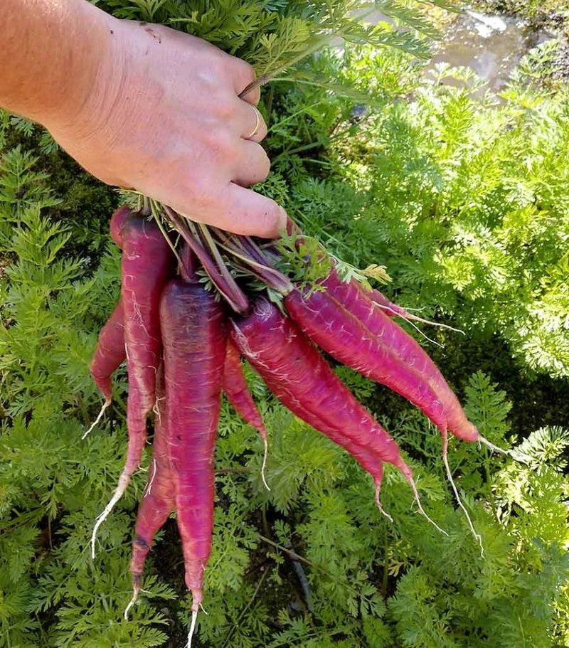 3. Purple Dragon Carrots