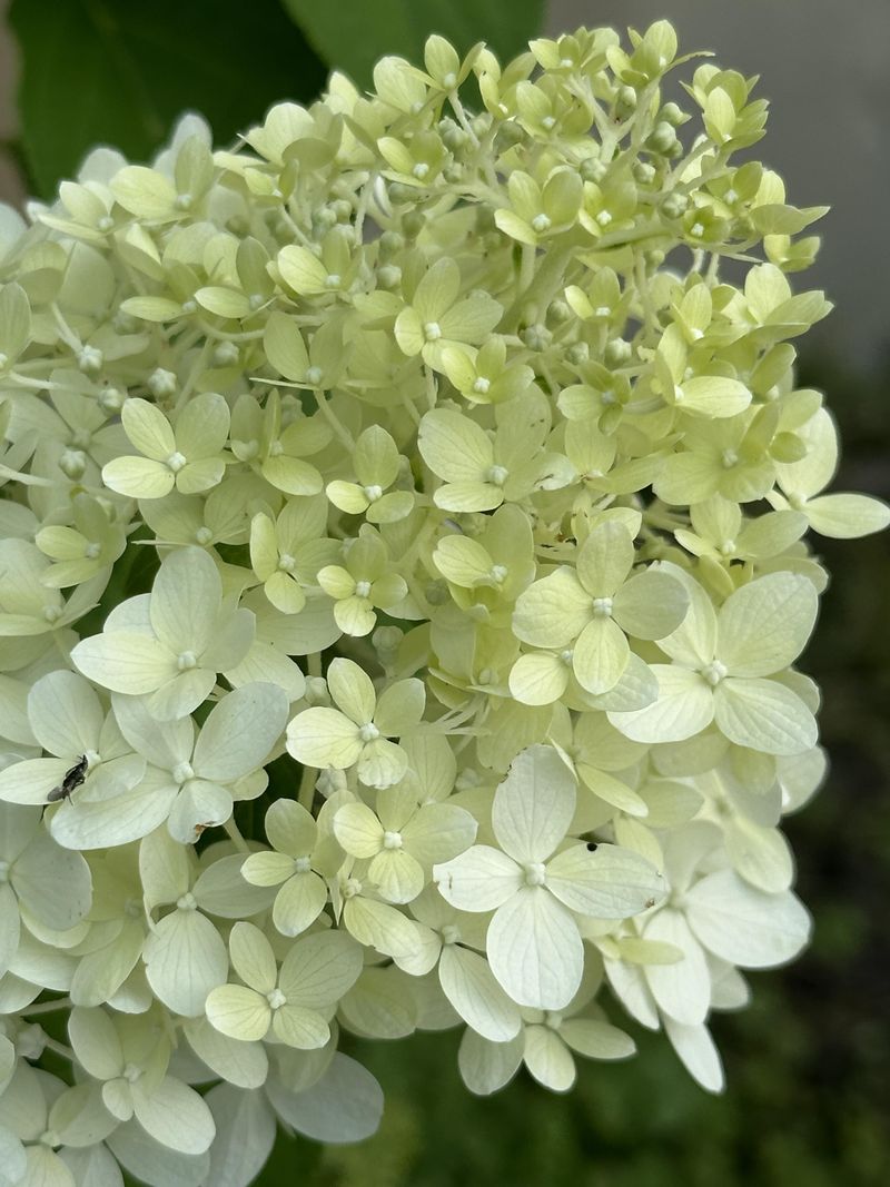 3. Hydrangea Paniculata