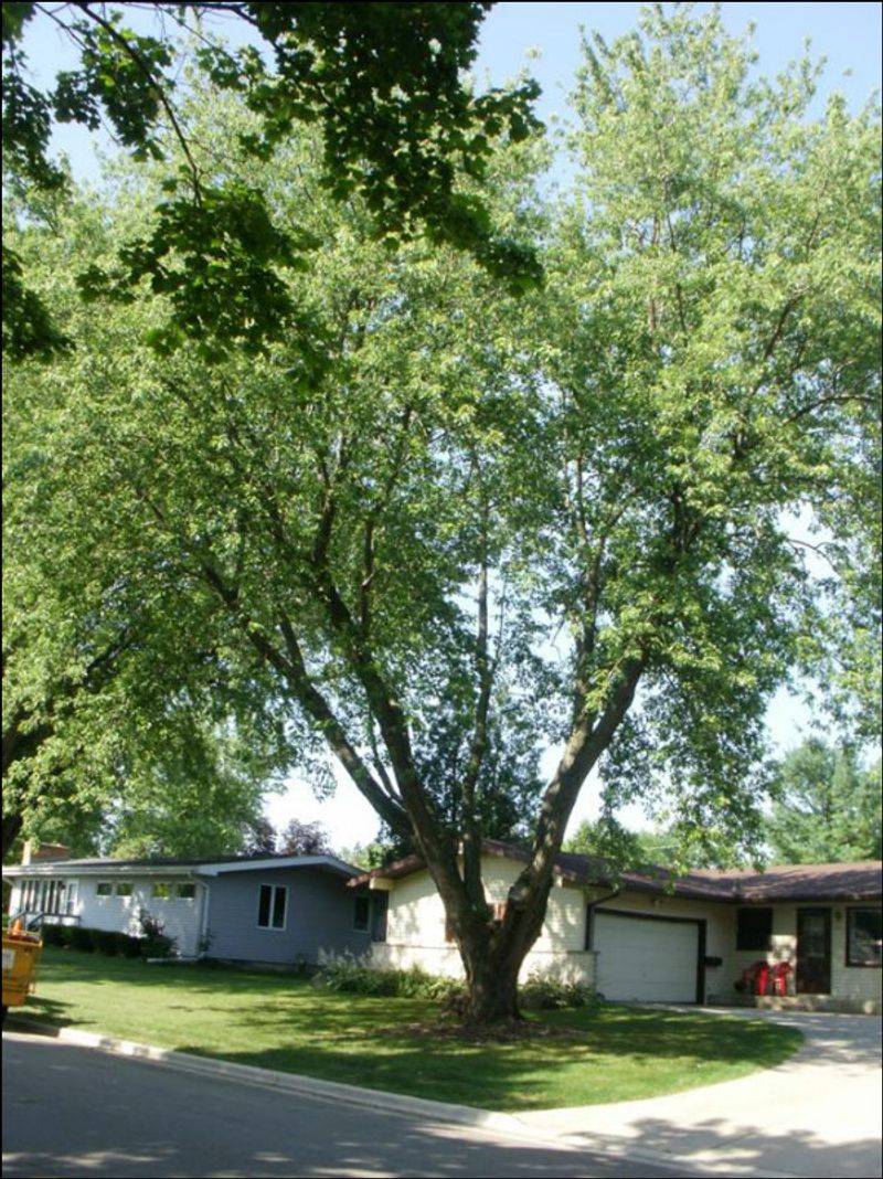 3. Silver Maple