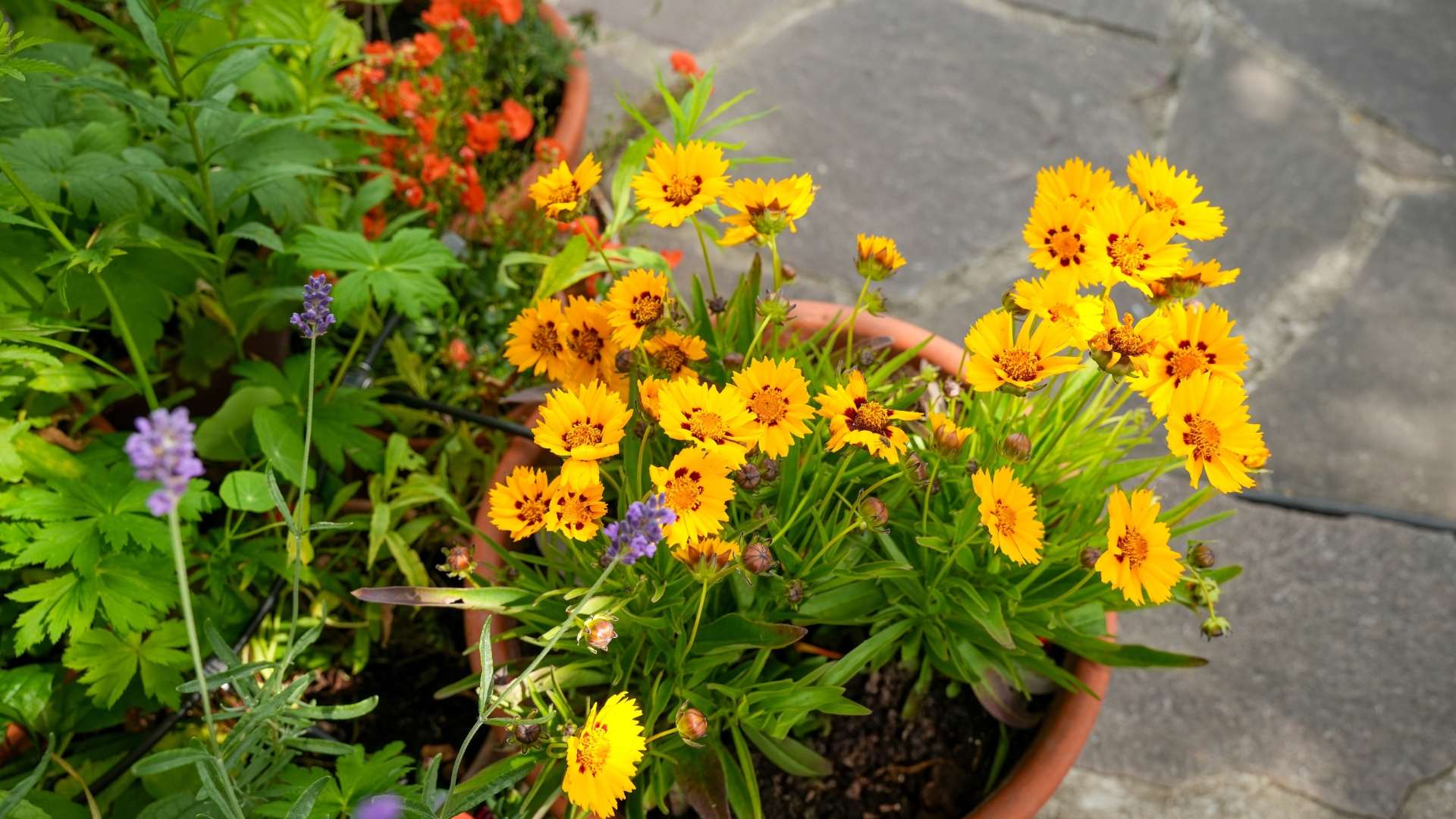 20 Beautiful Perennial Flowers  For Pot Gardening In Mississippi