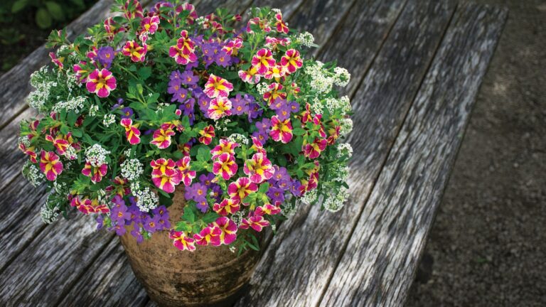 potted calibrachoa