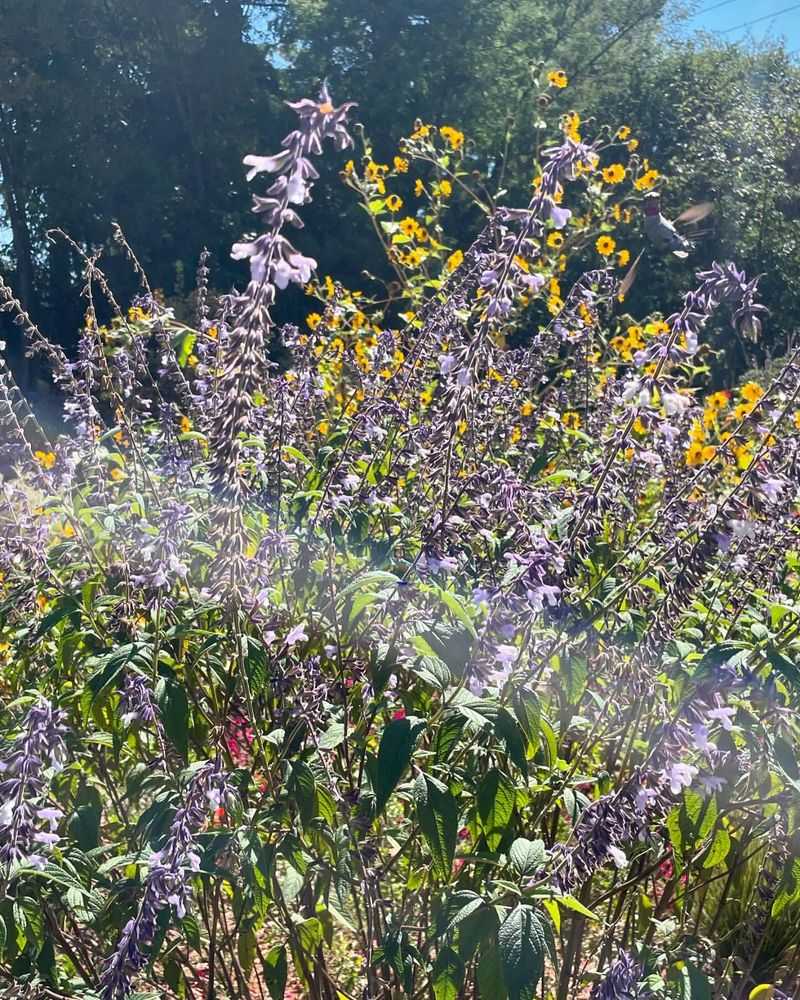 Purple Salvia with Bright Yellow Coreopsis