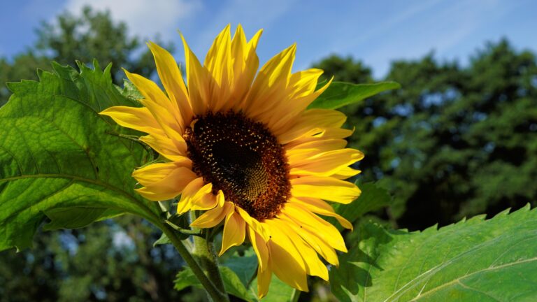 sunflower in garden