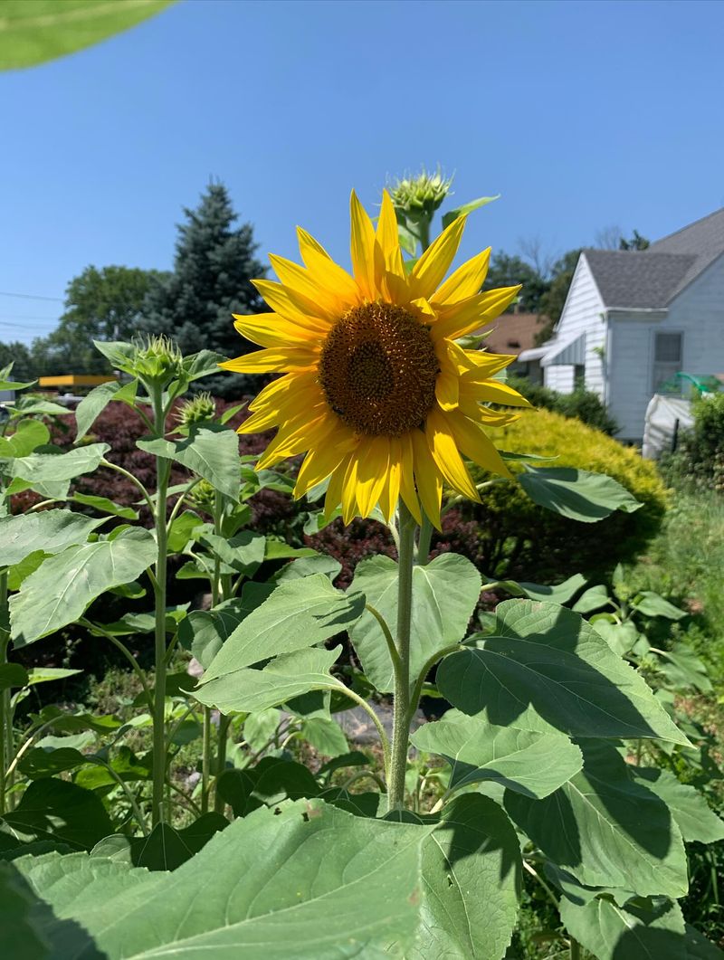 Sunflowers Stand Tall