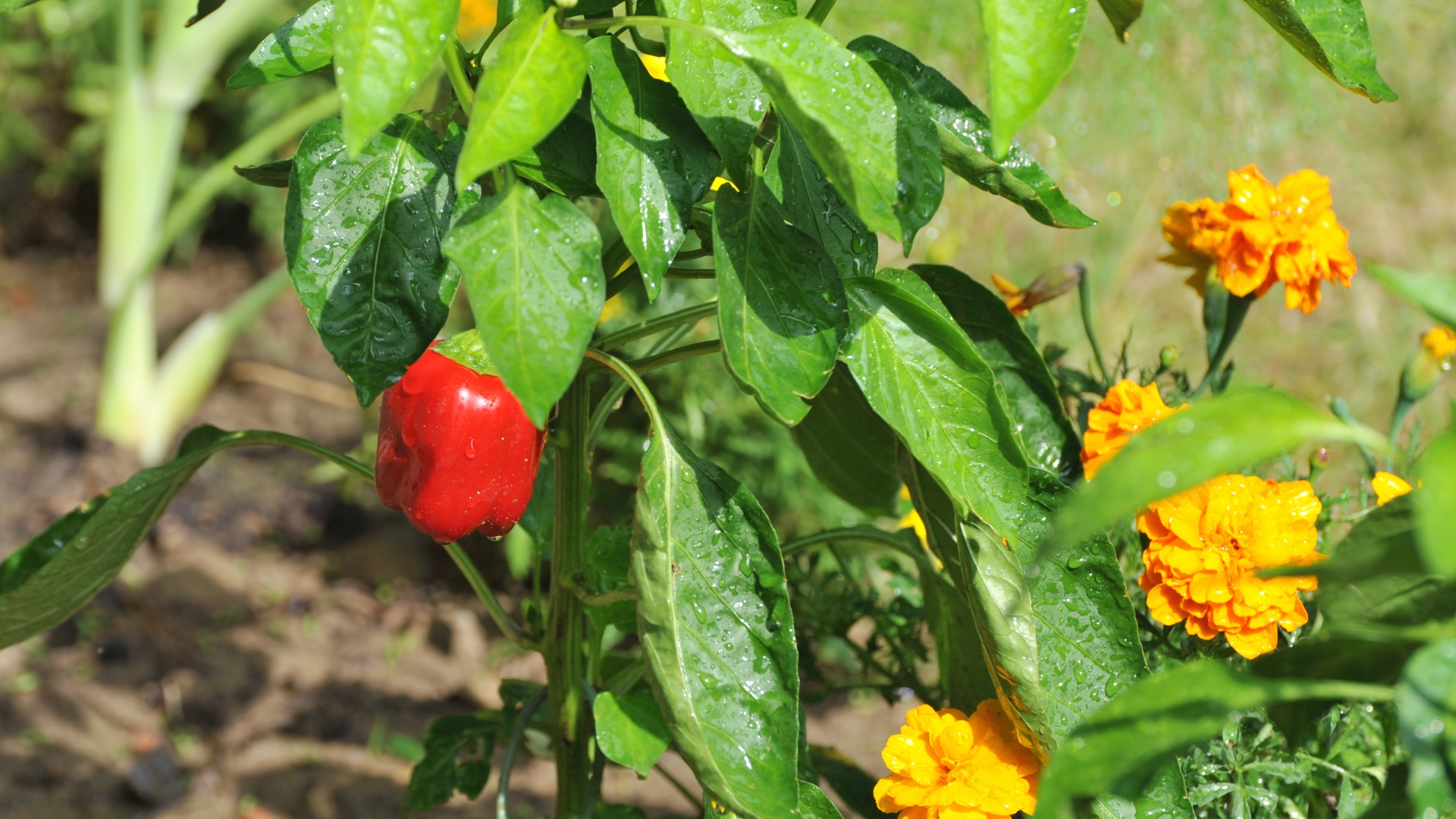 marigold and pepper plant in a garden