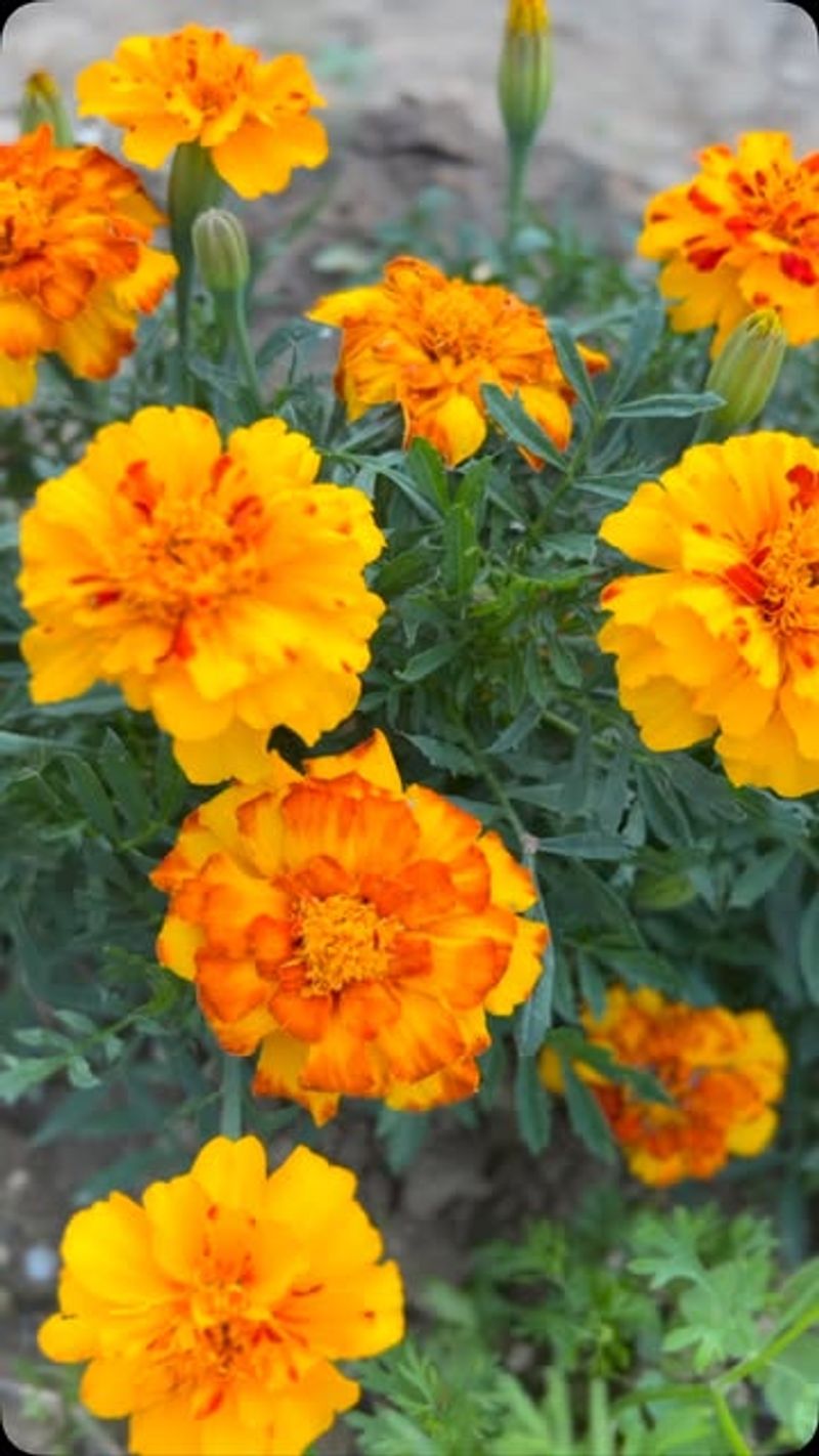 Marigolds: Nature's Pest Patrol