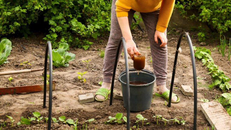 man pours compost tea onto plants